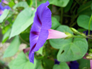 Deep purple morning glory flowers
