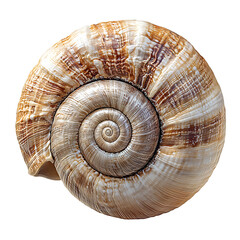 Close-Up of a Realistic Spiral Snail Shell Detailed Organic Design