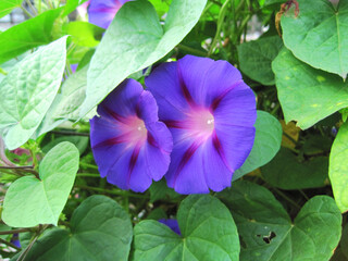Deep purple morning glory flowers