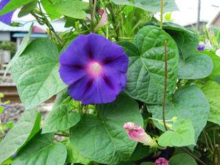 Deep purple morning glory flowers