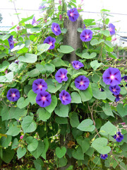 Deep purple morning glory flowers
