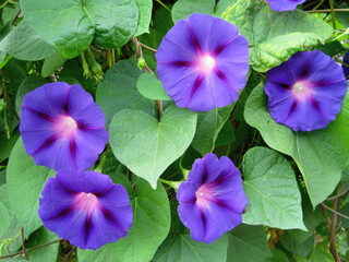 Deep purple morning glory flowers