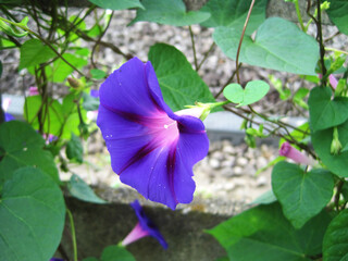 Deep purple morning glory flowers