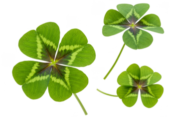 Isolated Three Green Four Leaf Clover Representing Luck and Irish Symbol