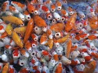Hungry Koi Fish Gathered at Water Surface