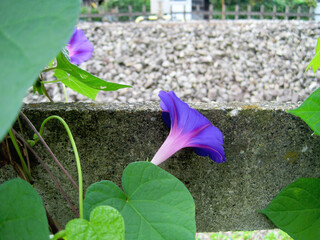 Deep purple morning glory flowers