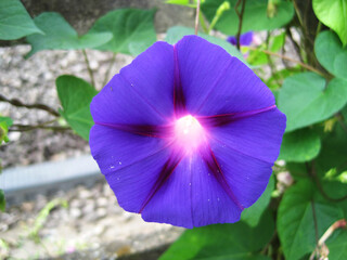 Deep purple morning glory flowers