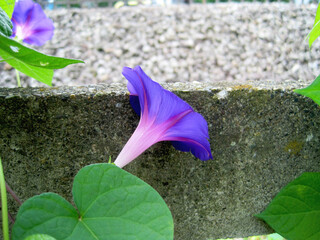 Deep purple morning glory flowers