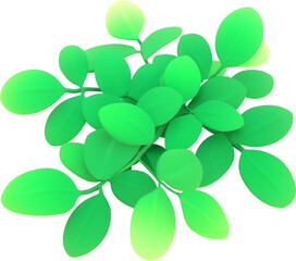 Moringa
