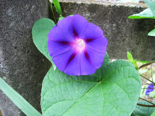 Deep purple morning glory flowers