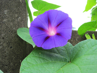 Deep purple morning glory flowers