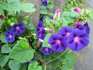 Deep purple morning glory flowers