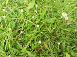 Tiny White Flowers Blooming in Green Grass