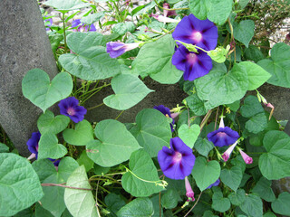 Deep purple morning glory flowers