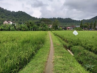 Rural Path Through Green Rice Fields with Mountains
