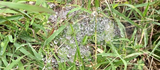 Glistening Dew Drops Adorning Spiderweb on Grass