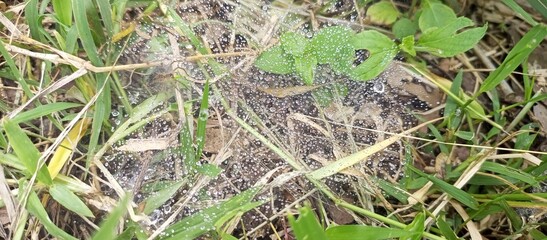 Spiderweb Covered with Morning Dew Drops on Grass
