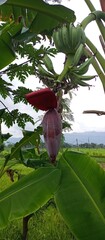 Unripe Green Bananas and Blossom Hanging on Tree