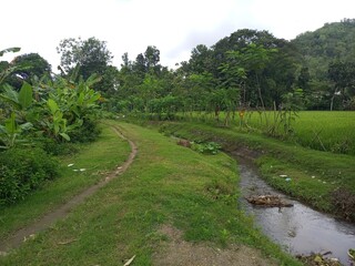 Rural Path Beside Irrigation Stream and Rice Field