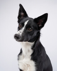 A black and white Border Collie stands confidently in a studio, gazing forward with an attentive...