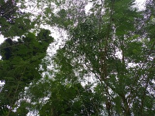 Fototapeta premium Intricate Green Canopy with Subtle Question Mark Shape