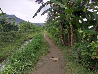 Winding Rural Dirt Path Bordered by Stream and Bananas