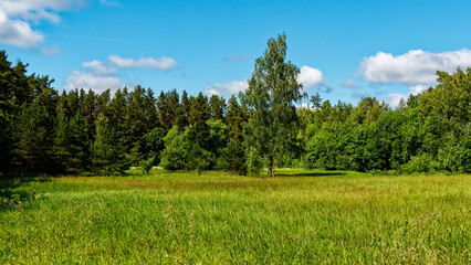 Obraz premium Open Meadow Surrounded by Forest. Serene Nature View with Trees and Clouds.