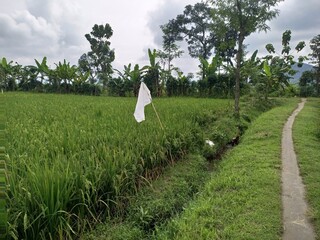 White Flag in Lush Green Rice Field