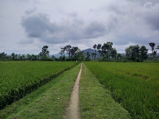 Dirt Path Winding Through Expansive Rice Fields Trenggalek