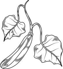 Zucchini with leaves Hand Drawn Ink Sketch Engraving Style Collection Vector
