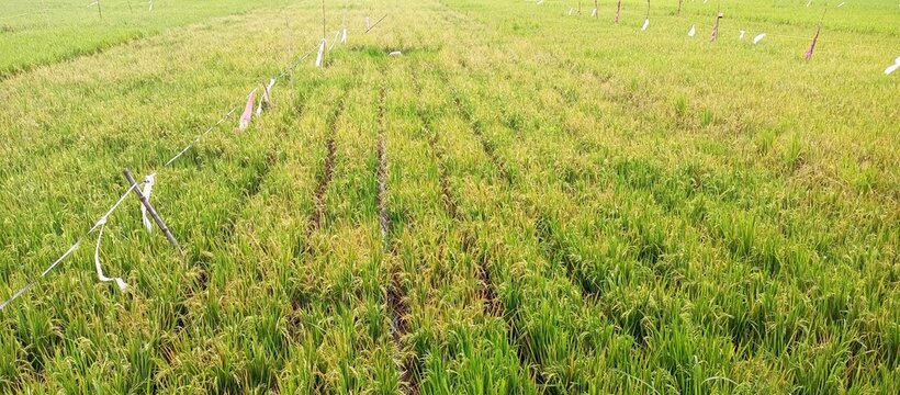 Vast Rice Paddy Field Green Agriculture Landscape