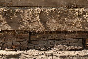 A rotten wooden beam with cotton insulation. A rotten square crown in the wall of a wooden house close-up. The dust of the building material has crumbled and cracked from old age.