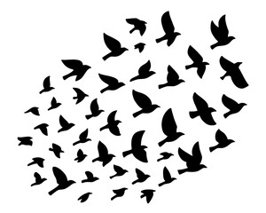 Flock of swallows in flight, silhouette of flock of birds on white background.
