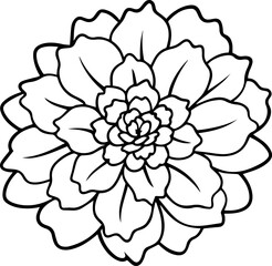 Marigold flower outline vector and illustration, coloring book page