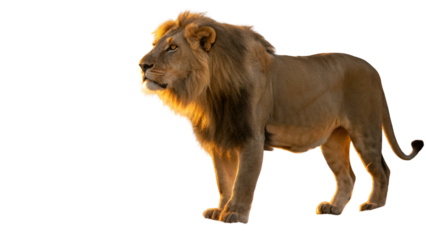 Lion king animal wildlife africa safari nature predator mammal feline zoo carnivore wildcat bigcat 100 character isolated on transparent white background png