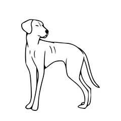 minimalist standing dog outline