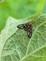 Close-up of a tiger moth (Amata sp.) with black wings and orange stripes on a green leaf. Ideal for insect, wildlife, macro, and biodiversity photography. Vivid colors, natural background.
