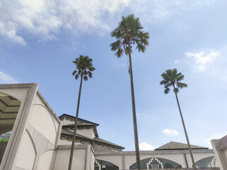 Towering palm trees surround the mosque. Muslim prayer areas are often decorated with palm trees to evoke a Middle Eastern atmosphere. Nature and architectural backdrops. Negative space.