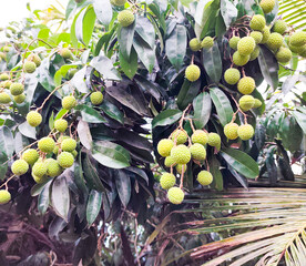 Pile of fresh kacha Lychee on branch of tree, top view