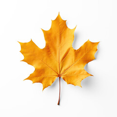 Fototapeta premium A single yellow maple leaf on a transparent background