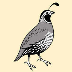 Vector illustration of a quail standing proudly in side profile. Detailed plumage and signature topknot make it ideal for wildlife art, educational design, or nature-themed projects.
