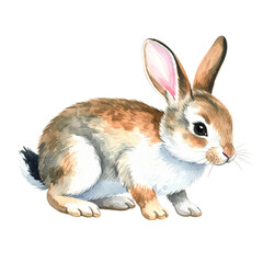 Obraz premium Watercolor Bunny: A charming watercolor illustration of a fluffy bunny with soft, textured fur and upright ears.