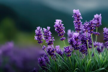 Obraz premium Lavender flowers in full bloom with lush green foliage set against a soft blurred natural background
