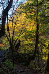 日本の風景・秋　長野県茅野市　紅葉の蓼科高原　蓼科原生林