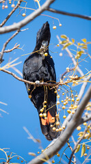 Red tailed black cockatoo feeding on tree nuts.
