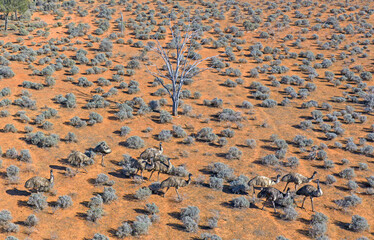 A flock of Emus in the desert country of outback New South Wales.