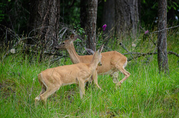 Affectionate Deer Pair in Lush Woodland Setting