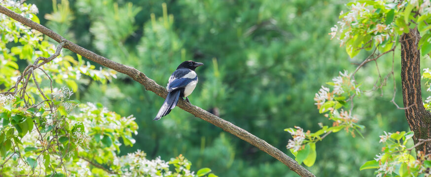An Oriental magpie perched gracefully on a tree branch. warm sunshine - Pica serica, Korean magpie, Asian magpie