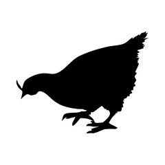 Black silhouette of a chicken pecking the ground on a white background