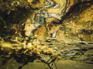 underwater view of floating seaweed on the surface
